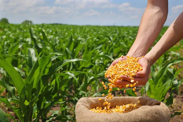 Rio das Ostras aposta na agricultura para diversificar economia e reduzir dependência do petróleo e gás